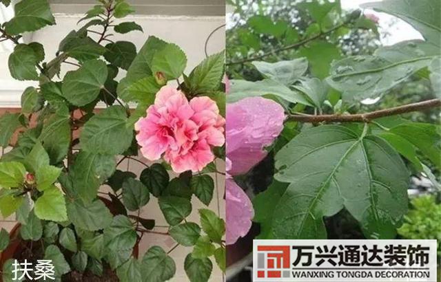 木槿樹風(fēng)水木槿花 風(fēng)水