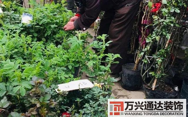 木槿樹風(fēng)水木槿花 風(fēng)水