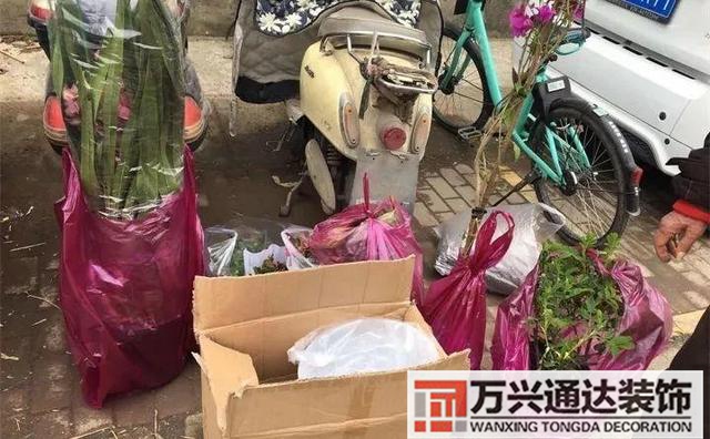 木槿樹風(fēng)水木槿花 風(fēng)水