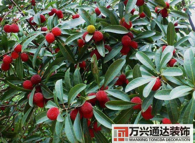 楊梅樹的風水楊梅樹的介紹一下