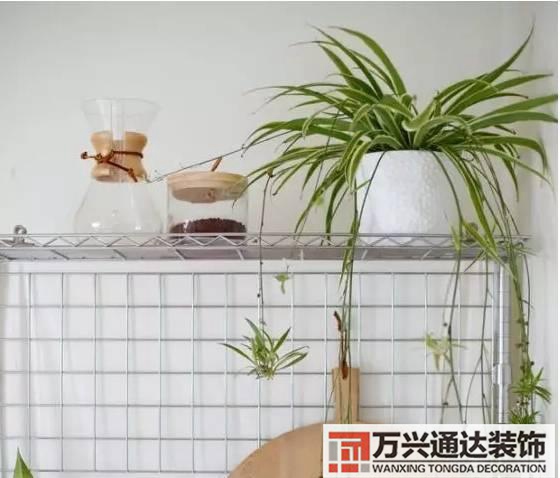 長壽花風(fēng)水家里適合養(yǎng)長壽花風(fēng)水