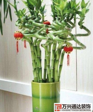 長壽花風(fēng)水家里適合養(yǎng)長壽花風(fēng)水