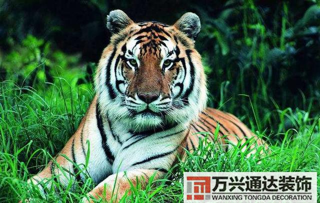 毛主席風(fēng)水祖墳風(fēng)水毛破了廣西的風(fēng)水