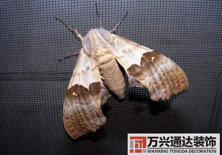 風(fēng)水與蛾子家里飛蛾子的風(fēng)水問題