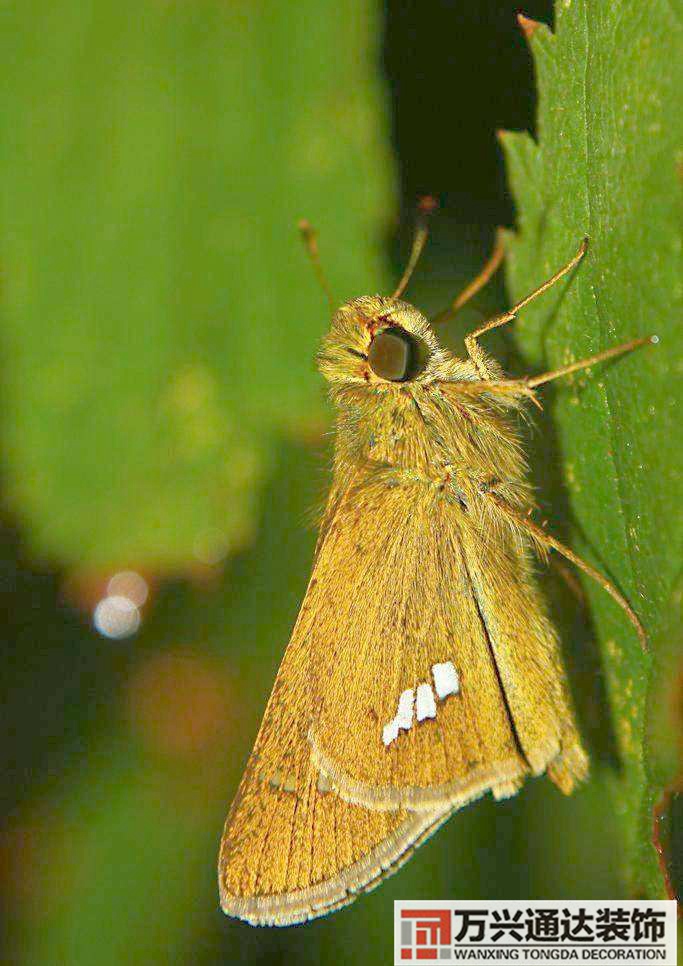 風(fēng)水與蛾子家里飛蛾子的風(fēng)水問題